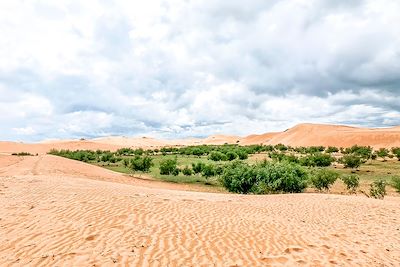 Bayan Gobi - Mongolie