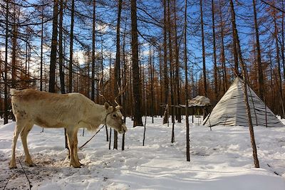 Les Tsaatan, un peuple d'éleveurs de rennes - Mongolie