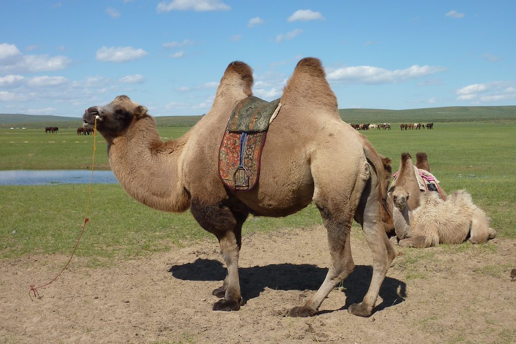 Image Randonnée Khangai - rencontres nomades - Découverte Bayan Gobi
