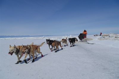 Traîneau à chiens sur le lac Khuvsgul gelé - Mongolie