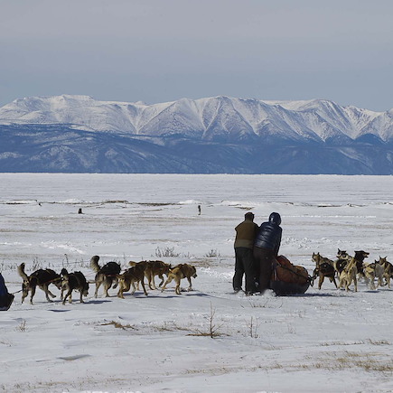 Traîneau à chiens Mongolie