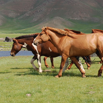 Randonnée Mongolie