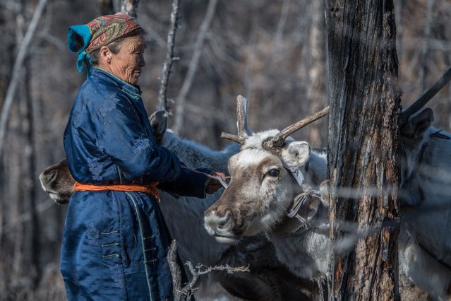 Les Tsaatan, un peuple d éleveurs de rennes - Mongolie