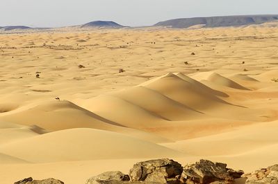 Amatlich - Mauritanie