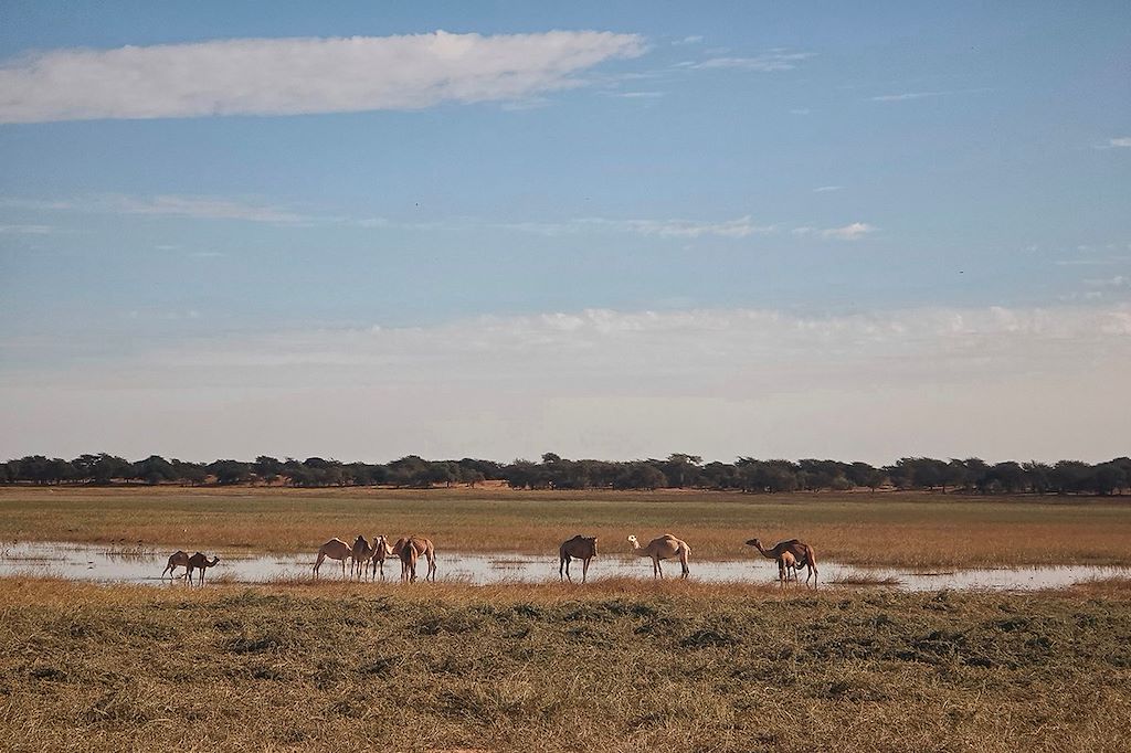Image La grande traversée de l'Adrar au Tagant