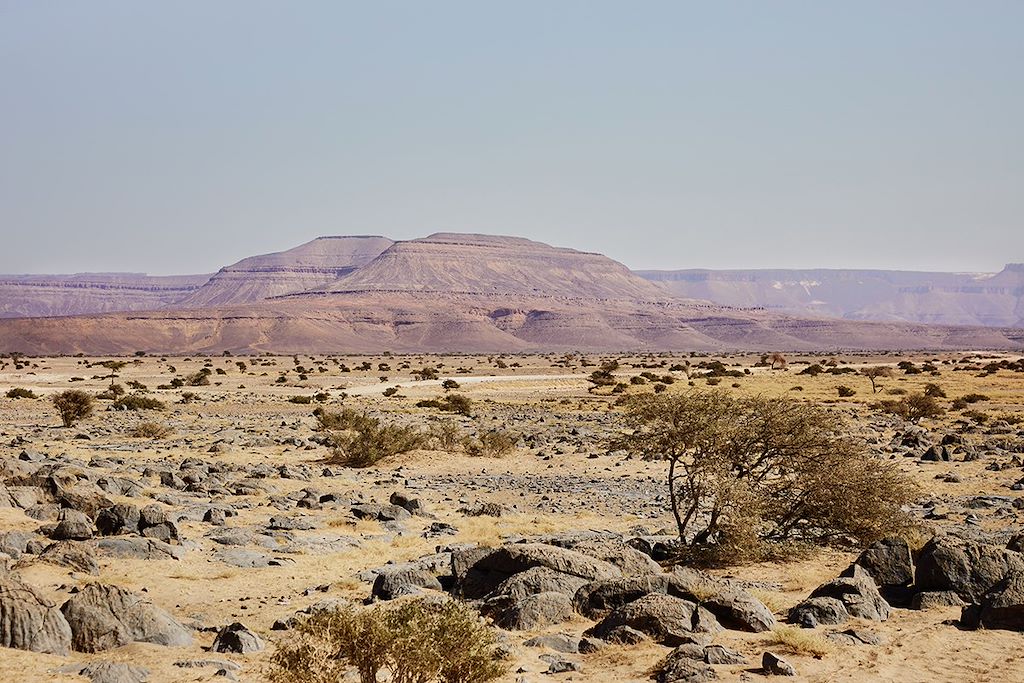 Image Voyage Mauritanie - Randonnée Chameliere - Trek desert - Chinguetti