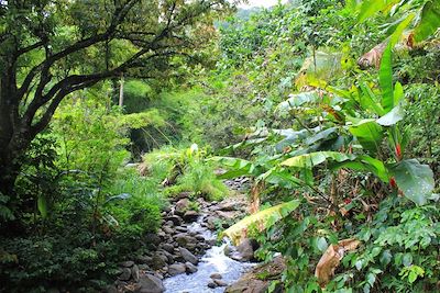 © Jennifer Lecardez - Forêt au nord de la Martinique Forêt au nord de la Martinique
