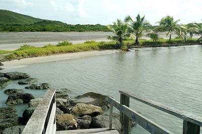 © Jennifer Lecardez - Randonnée des Salines - Savane des Pétrifications - Sainte-Anne - Martinique Randonnée des Salines - Savane des Pétrifications - Sainte-Anne - Martinique