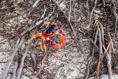 Crabe - Martinique - France