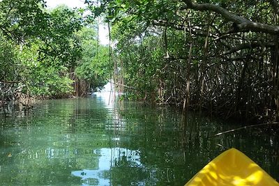 Kayak dans la mangrove - Martinique - France