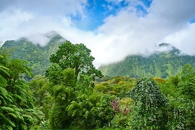 © CMT / R. Haughton - Jungle - Paysage de Martinique Jungle - Paysage de Martinique