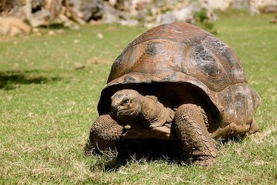 Tortue géante - Rodriguez - Île Maurice