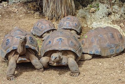 © Sandra della Contrada et Cécile Philippe - La Réserve de Tortues Géantes de François Leguat Anse Quitor - Rodrigues La Réserve de Tortues Géantes de François Leguat Anse Quitor - Rodrigues