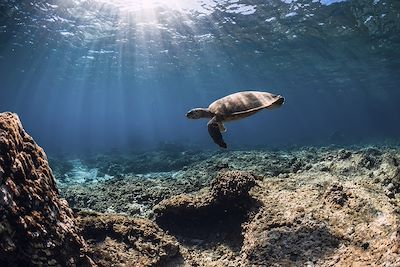 Tortue de mer - Ile Maurice