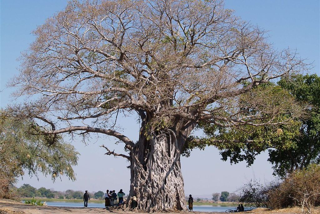 Image Safari Zambie - Randonnée Zomba - Kayak lac Malawi
