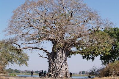 Baobab près du Lac Malawi