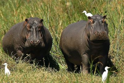 Hippopotame dans le parc National de Liwonde - Malawi