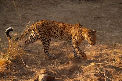 Léopard dans le Parc South Luangwa - Zambie