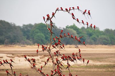 Foudis rouges - Parc national de South Luangwa - Zambie
