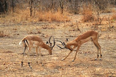 Antilopes - Zambie