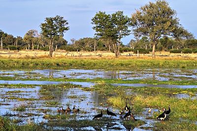 Voyage Malawi et Zambie, édens africains 3