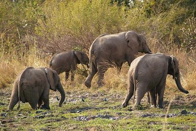 Eléphants dans le parc de Liwonde - Malawi