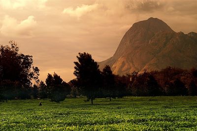 Mont Mulaje - Plantations de thé - Malawi