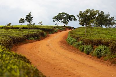 Plantation de thé au Malawi