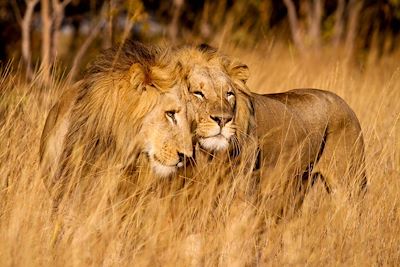 Parc National Majete - Malawi