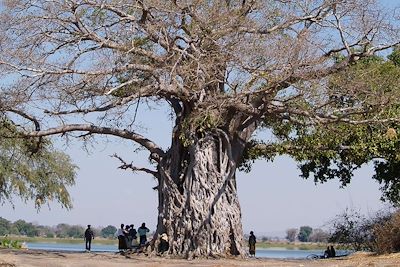 Baobab près du Lac Malawi