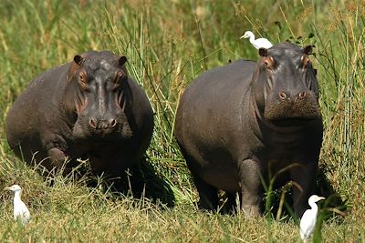 Hippopotame dans le parc National de Liwonde - Malawi