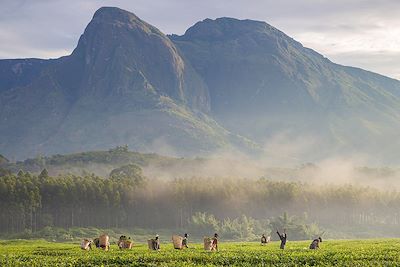 Plantation de thé - Mont Mulanje - Malawi