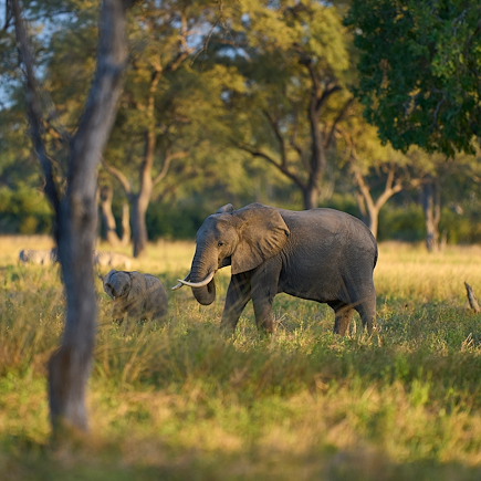 Safari Malawi