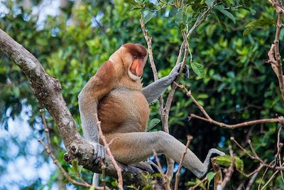 Voyage Immersion dans la jungle de Bornéo 1