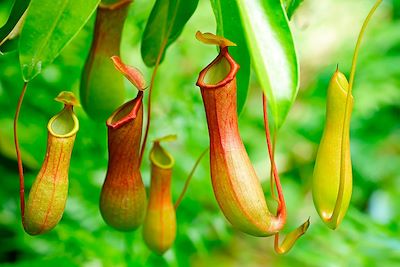 Plante urne Nepenthes - Borneo - Malaisie