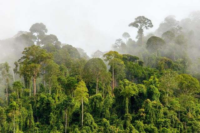 Jungle - Bornéo - Indonésie