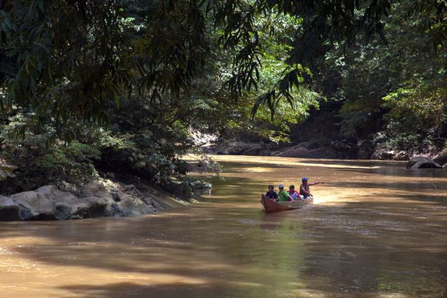Image Immersion dans la jungle de Bornéo