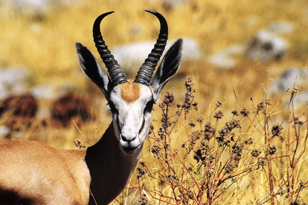 Image Road trip en Namibie - 4x4 tente namibie - Safari Etosha