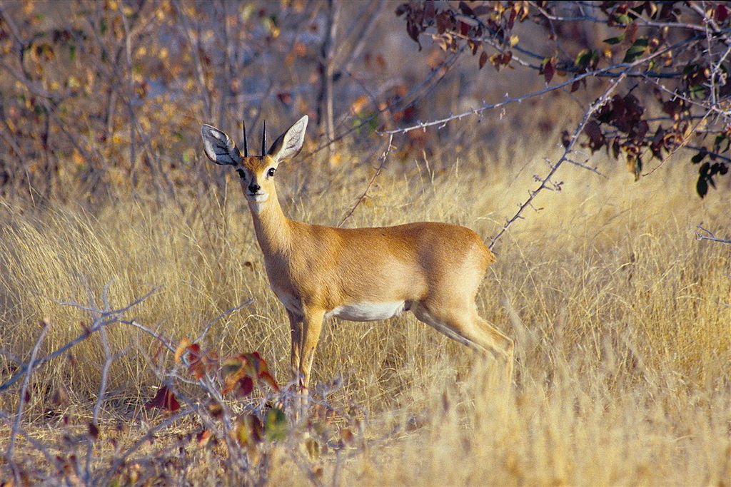 Image Road trip en Namibie - 4x4 tente namibie - Safari Etosha