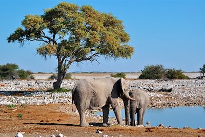 Parc national d'Etosha - Namibie