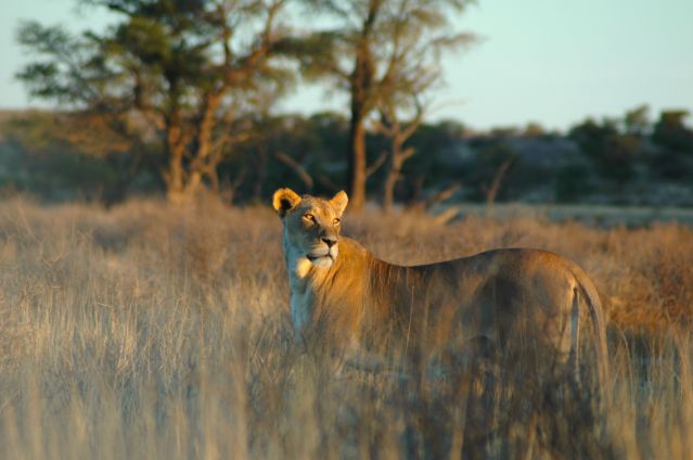 Safari - L\'intégral de la Namibie