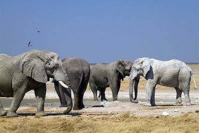 Eléphant - Etosha - Namibie