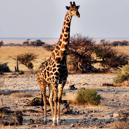Autotour Namibie