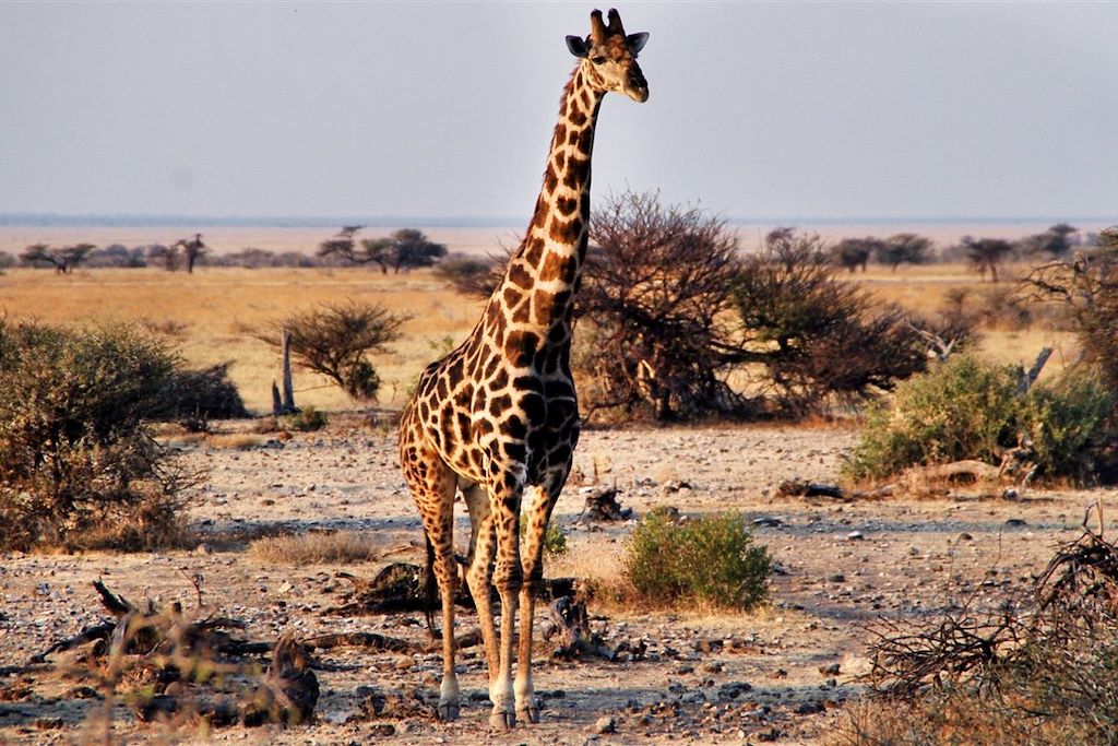 Voyage Lodges de charme et pistes namibiennes  2