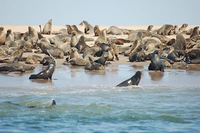 Croisière sur le lagon - Walvis Bay - Namibie