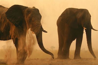 Chobe Elephant Camp - Chobe National Park - Botswana