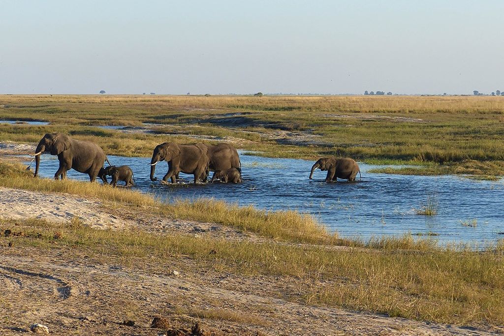 Safari animalier dans le parc national de Chobe - Botswana