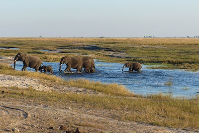 Safari animalier dans le parc national de Chobe - Botswana