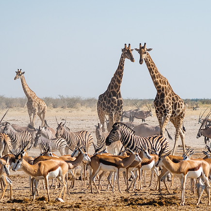 Safari Namibie