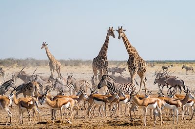 © R.M Nunes / Adobe Stock - Safari - Namibie Safari - Namibie
